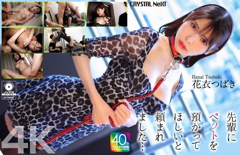 CRNX-254 [4K] My Senior's Pet Hanagoromo Tsubaki Sensual Encounter